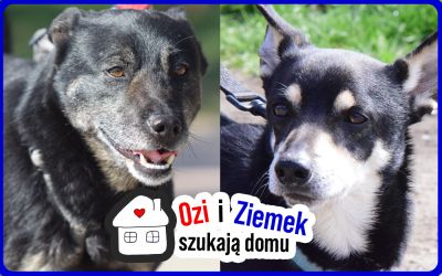 Szukamy chętnych do adopcji naszych podopiecznych przebywających aktualnie w schronisku.